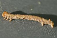 Colotois pennaria