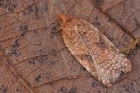 Acleris