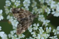 Anthophila fabriciana