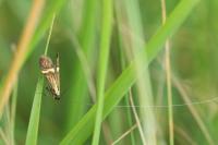 Nemophora degeerella