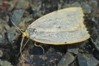 Cybosia mesomella
