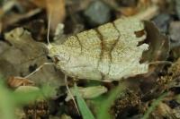 Adactylotis contaminaria