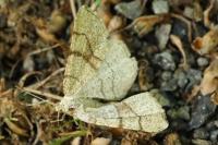 Adactylotis contaminaria