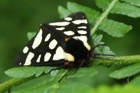 Arctia villica