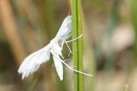 Pterophorus pentadactylus