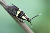 Dasycera oliviella