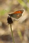Coenonympha pamphilus
