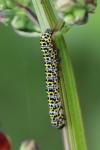 Cucullia verbasci