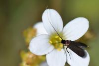 Cauchas rufimitrella