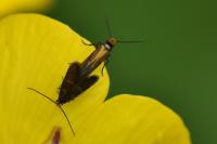 Micropterix aruncella