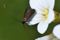 Cauchas rufimitrella