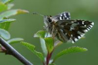 Pyrgus malvae
