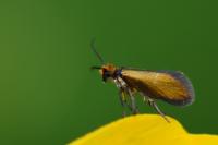 Micropterix aruncella