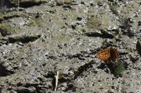 Boloria dia
