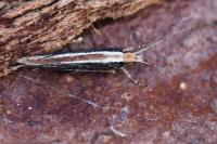 Ypsolopha ustella