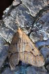 Erannis defoliaria