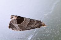 Notocelia uddmanniana