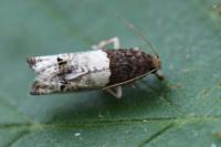 Notocelia roborana