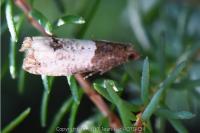 Notocelia roborana