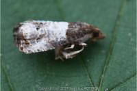 Notocelia roborana