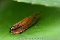 Dichrorampha vancouverana