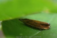 Dichrorampha vancouverana