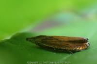 Dichrorampha vancouverana