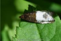 Notocelia cynosbatella
