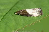 Notocelia cynosbatella