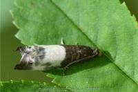 Notocelia cynosbatella