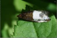 Notocelia cynosbatella