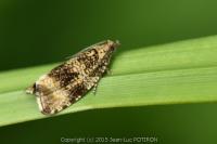 Celypha lacunana