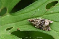 Celypha lacunana