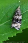 Celypha lacunana