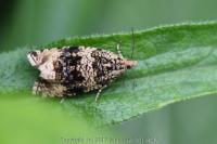 Celypha lacunana
