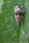 Celypha lacunana