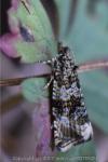Celypha lacunana