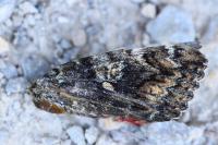 Catocala sponsa