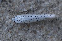 Yponomeuta evonymella