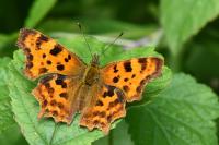 Polygonia c-album