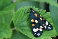 Callimorpha dominula