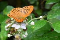 Argynnis paphia