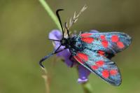 Zygaena filipendulae