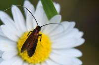 Cauchas rufimitrella