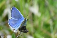Polyommatus icarus