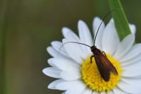 Cauchas rufimitrella