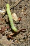 Agriopis leucophaearia