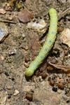 Agriopis leucophaearia