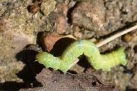 Agriopis leucophaearia