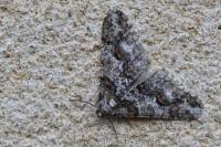 Agriopis leucophaearia